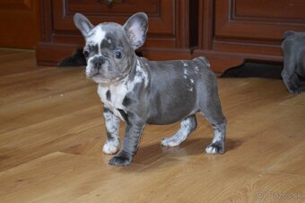 francuzsky buldocek - 9