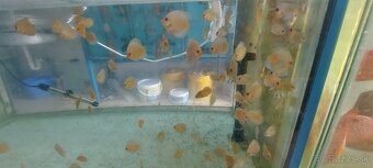 Geophagus, terčovec red melon, tyrkys, checkerboard - 9