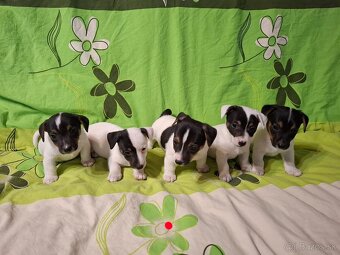 Jack russell terier - 9