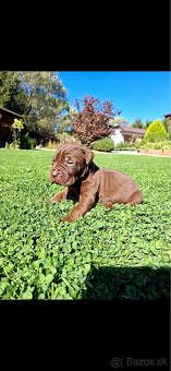 Bandog - 9