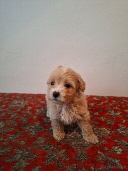 Maltipoo - 9