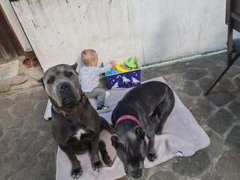 cane corso šteniatka - 9