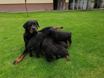 rottweiler, rotwailer, RTW, rotvajler, rotvailer - 9