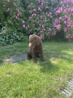 hnědé šteniatka labrador a – pripravené na odber - 9