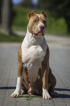 American bully XL/XXL s PP/stafford/pitbull/cane corso - 9