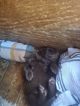 Šteniatka labradora - 9