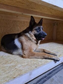 Nemecký ovčiak - 9