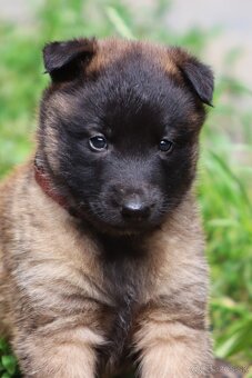Belgický ovčiak - Malinois s PP, iba sučky - 9