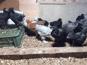 brahmanky, brahman, brahmanka velka - 9