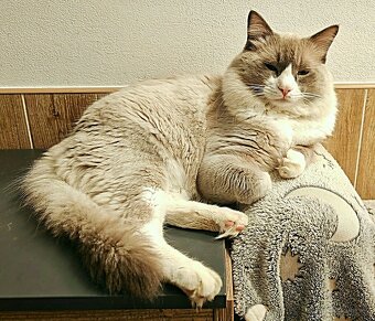 Ragdoll bez PP - 9