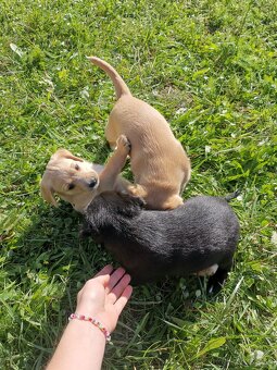 Šteniatka labradora x zlatého retrívra hľadajú domov - 9