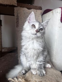 maciatko maine coon s PP Frost - 9