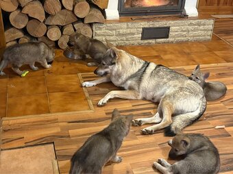 Československý vlčiak - 9