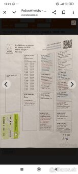 Poštové holuby - 9