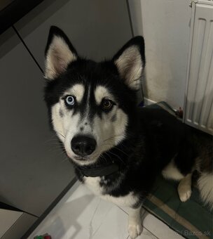 Sibírsky husky Fenka - 9