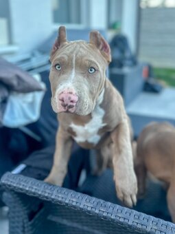 Šteniatka American Bully XL s pp na predaj - 9