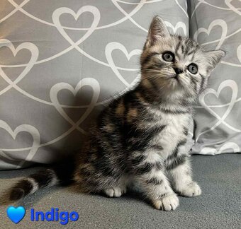 Britské whiskas mačiatka s PP - 9