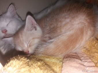 Perzské mačiatko - 9