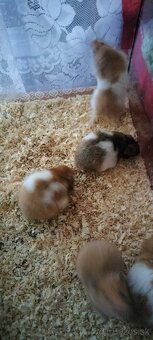 Sýrsky škrečok - 9