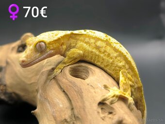 PAGEKON RIASNATY - 9