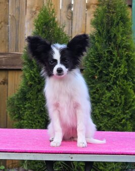 Papillon s rodokmeňom FCI - 9