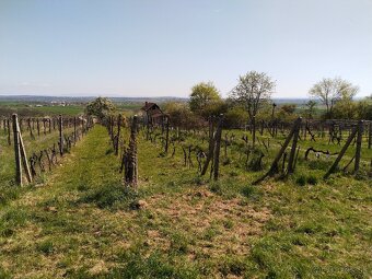 Pozemok - Vinice Čajkov - Sádovské - 9