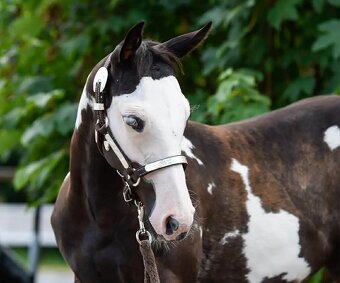 Pripúšťanie Paint  Horse - 9