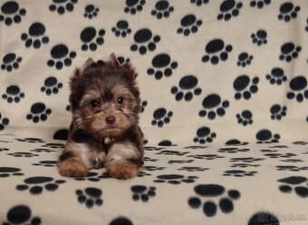 Choco,Čoko Yorkshire terrier - 9