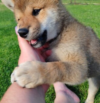 Shiba inu psýk s PP - 9