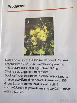 Predám sadenice viniča - 9