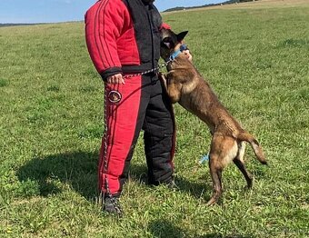 Belgický ovčiak malinois - 9