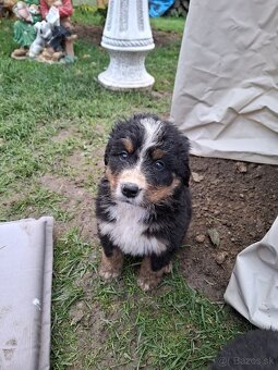 Bernský salašnícky pes- Šteniatka - 9