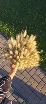 Sušený zajačí chvost - Bunny tail grass - 9