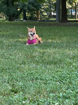 Shiba inu - 9