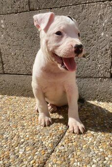 Americký stafordširský teriér, Amstaff - 9