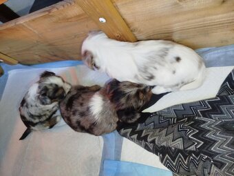 Yorkshire biewer blue merke - 9