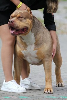 American bully XL XXL - 9