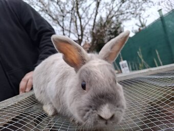 Predám mini zajačika - 9