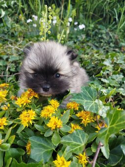 Pomeranian +nemecký špic - 9