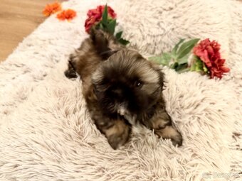 ❤ Shih-Tzu šteniatka - 9