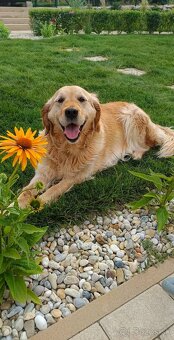Zlatý retriever šteniatka - 9