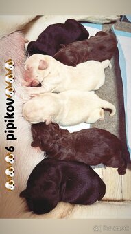 REZERVOVANÉ VŠETKY Labrador-šteniatka - 9