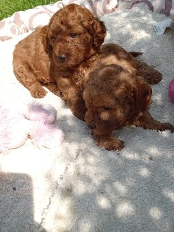 pudel Red trpasličí - pudlík - 9