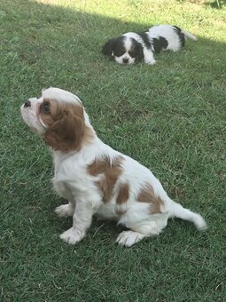 Šteniatka Cavalier king Charles španiel, kavalier - 9