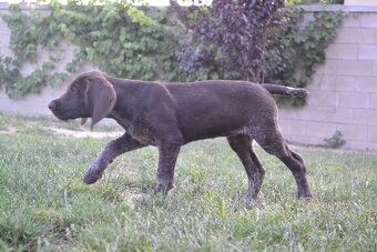 Fenka Nemeckého stavača drotosrstého - 9