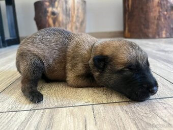 Belgický ovciak Malinois - 9