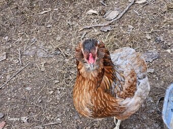 Predám kurčata araucana - 9