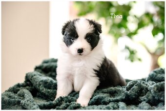 Border Collie Border Kolia s PP FCI - 9