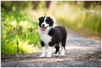 Border Collie Border Kolia s PP FCI - 9