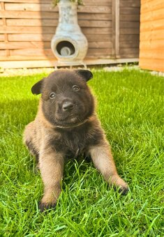 Belgický ovčiak - Malinois - 9